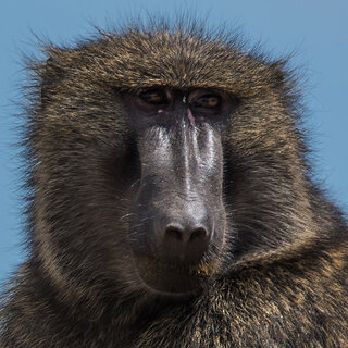 Bulbula Cliffs - Olive baboon